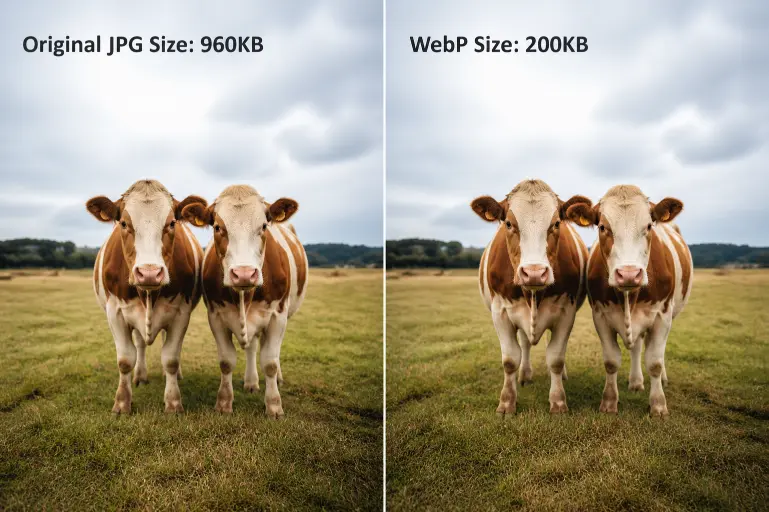 Webp